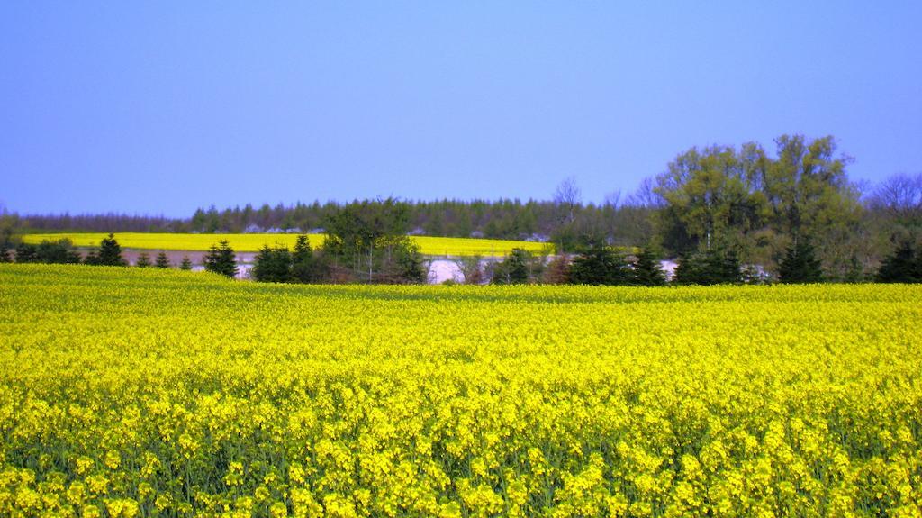 Olholm Holiday home Stege